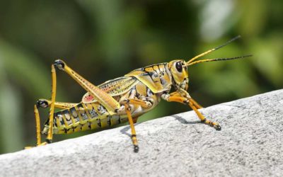 Insekten auf dem Teller